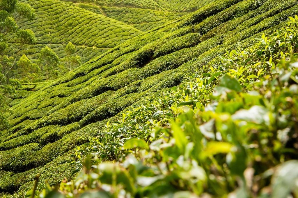 Rows of tea bushes on a green hillside